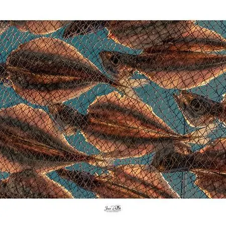 Residencia Maciel B&B 페니케