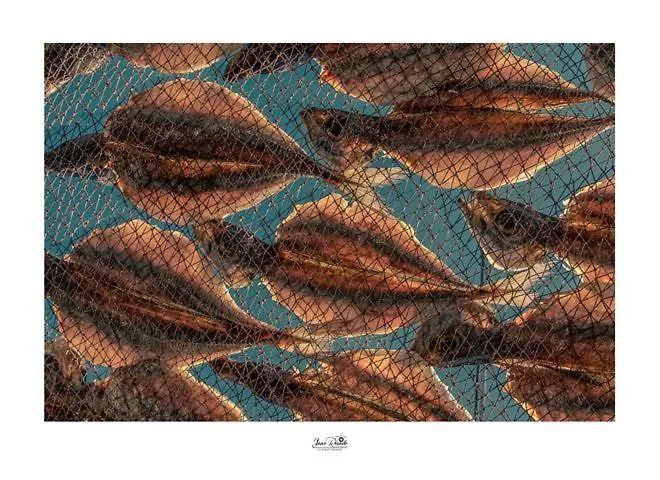 Residencia Maciel Bed & Breakfast Peniche